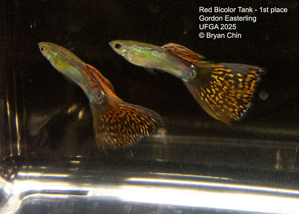 Guppy Red Bicolor